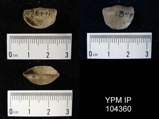 Leptaena nitens