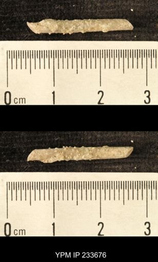 Archaeocidaris sp.