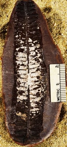 Pecopteris lamurensis