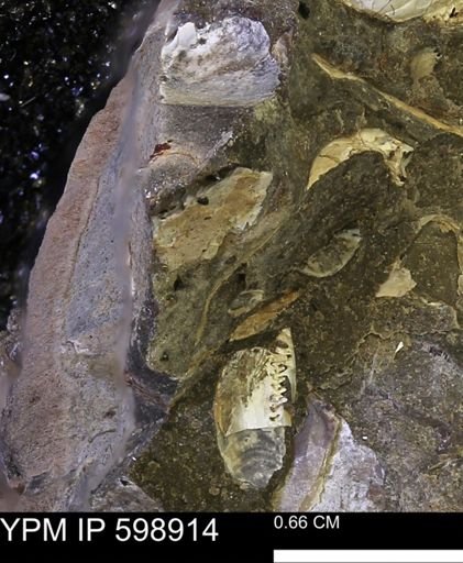 Hoploscaphites sp.