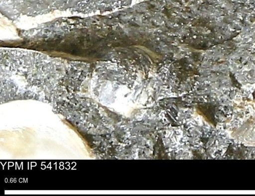 Corbulamella gregaria