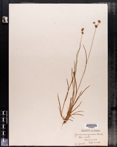 Juncus marginatus