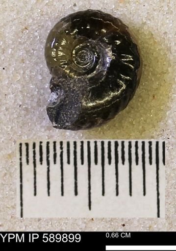 undet. Scaphitidae