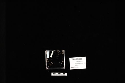 Theloderma asperum