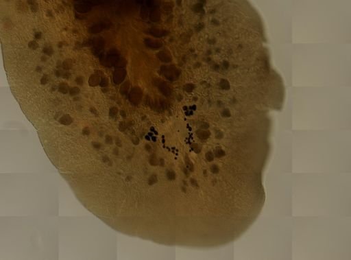 Pleioplana atomata