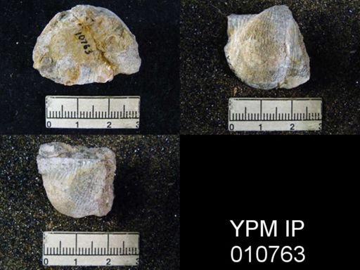 Productus schucherti