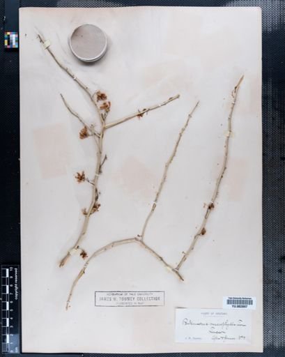 Parkinsonia