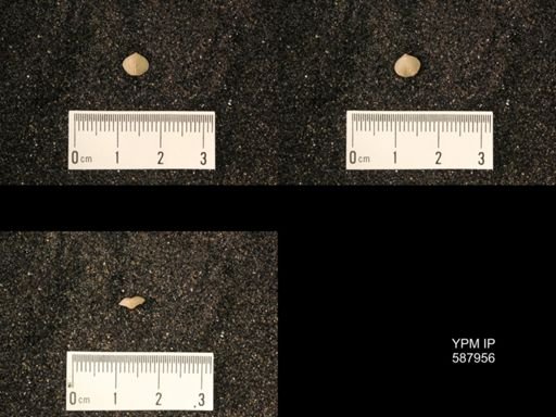 Zygospira modesta