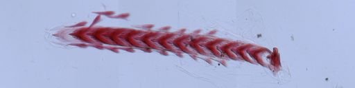 Flabellina verrucosa