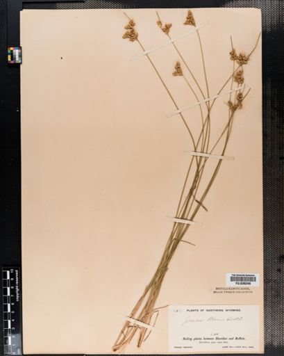 Juncus tenuis