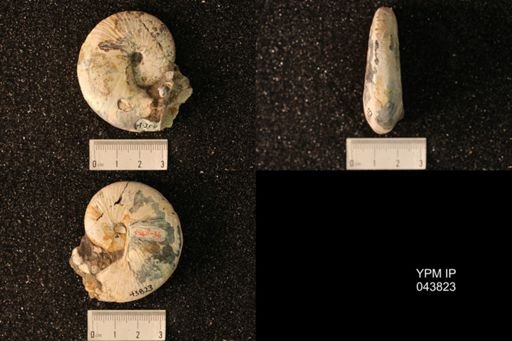 Hoploscaphites nicolletii
