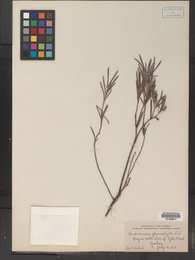 Andromeda glaucophylla