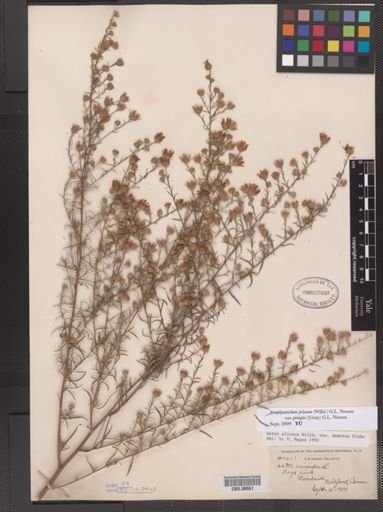 Symphyotrichum pilosum