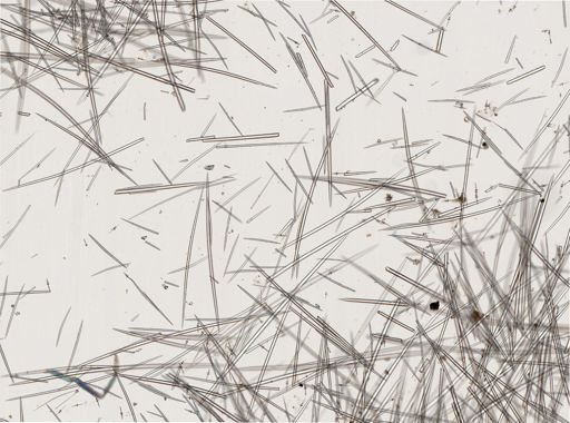 Didiscus sp.