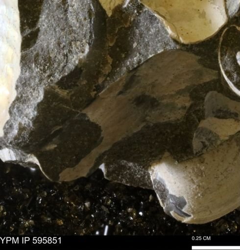 Protocardia sp.