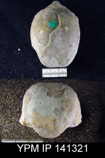 Productus (Linoproductus) lineatus