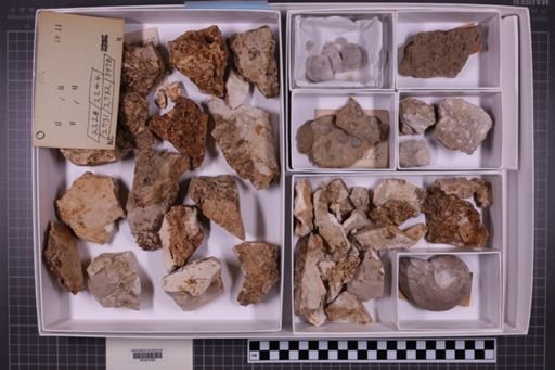mixed taxa, stratigraphic collection