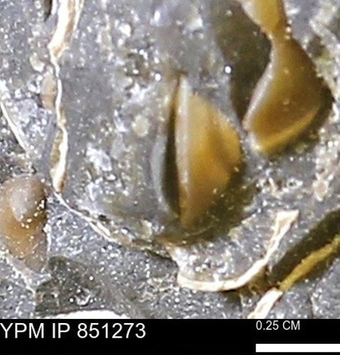 Limopsis striatopunctatus