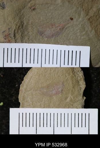 Problematica