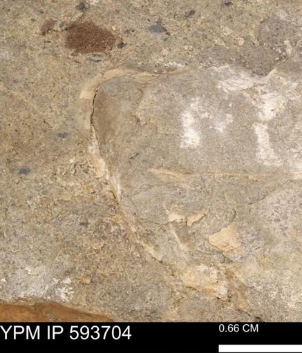 Baculites sp.