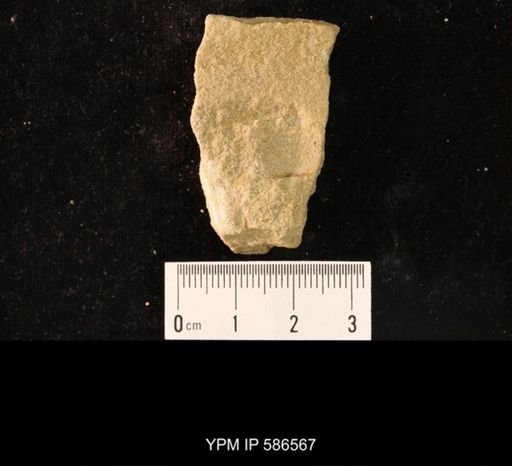 Billingsella coloradoensis
