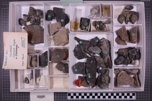 mixed taxa, stratigraphic collection
