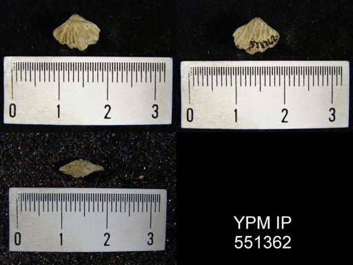 Spirifer crispus