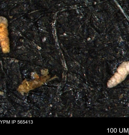 Verneuilinoides kansasensis