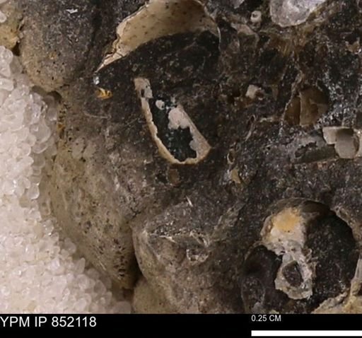 undet. Bivalvia