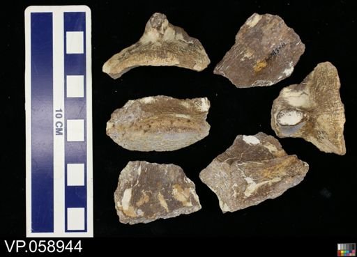 Platecarpus