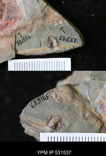 Eoconularia?