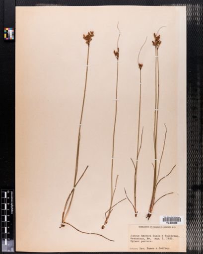 Juncus