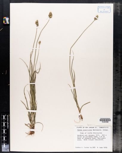 Carex mesochorea