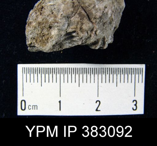 undet. Brachiopoda