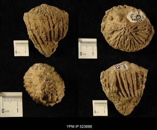 Hippurites sulcatus