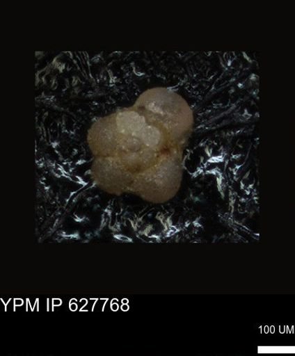 undet. Foraminiferida