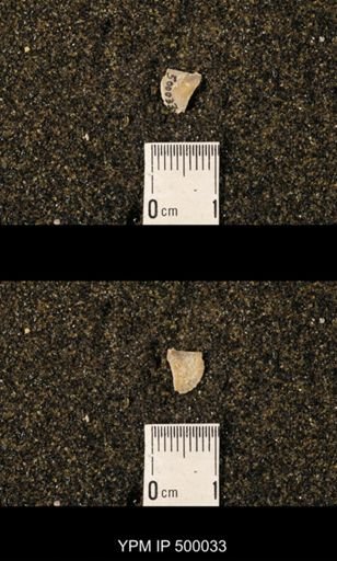 Chonetina flemingi