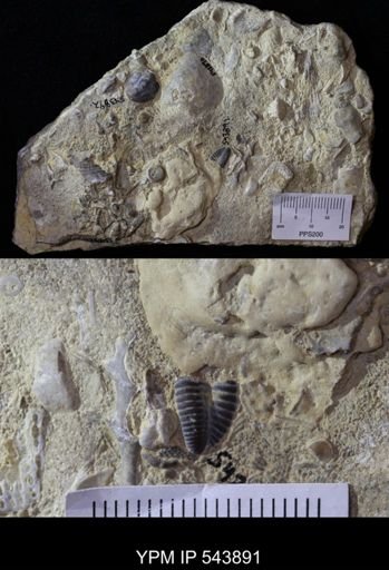 undet. Trilobita