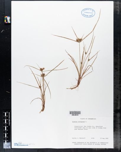 Cyperus strigosus