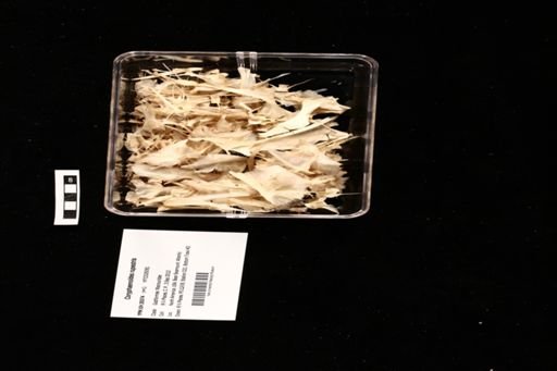 Coryphaenoides rupestris