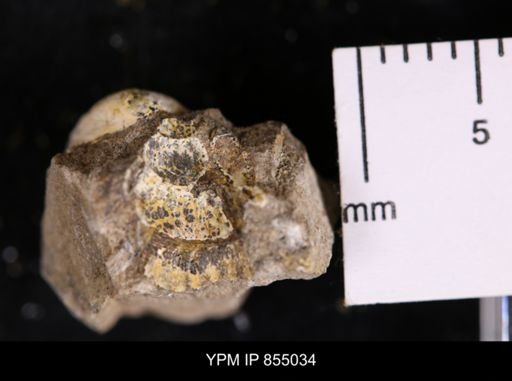 Protocardia sp.