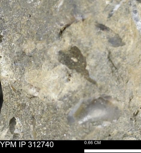 undet. Bivalvia