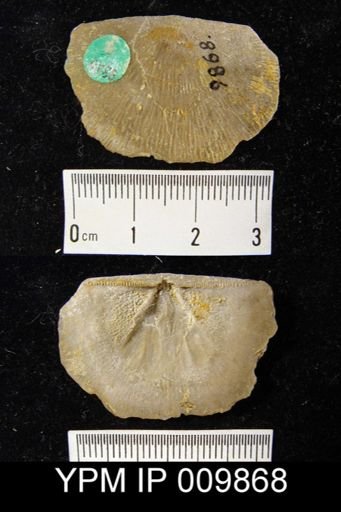 Leptostrophia canace