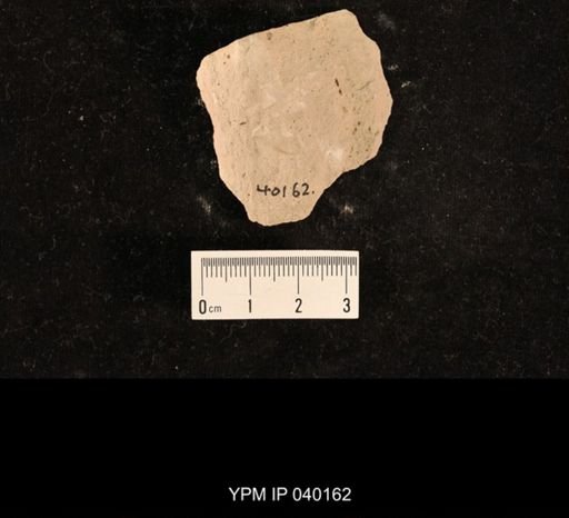 Lemmatophoridae