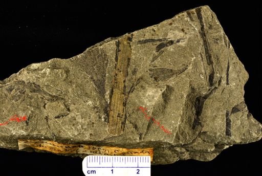 Archaeopteris jacksonii