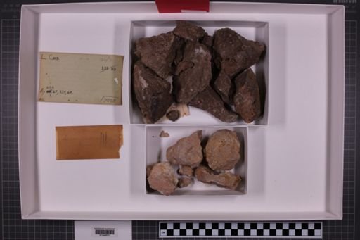 mixed taxa, stratigraphic collection