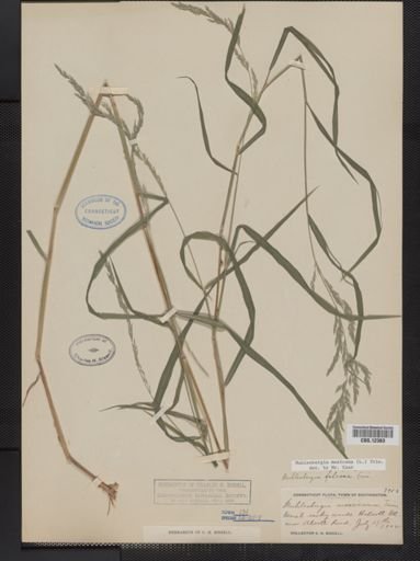 Muhlenbergia mexicana