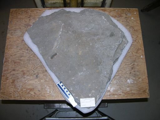 Eubrontes approximatus
