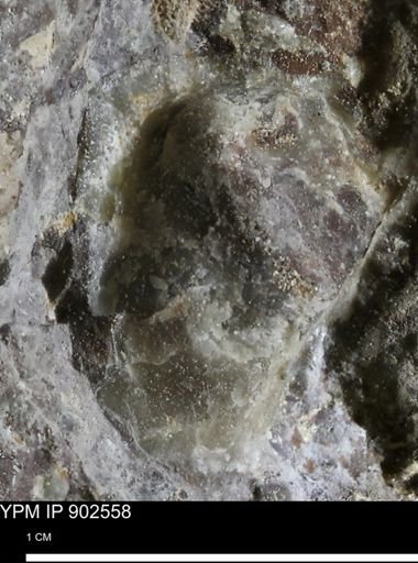 undet. Bivalvia
