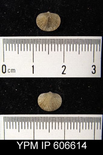 Dalmanella meeki